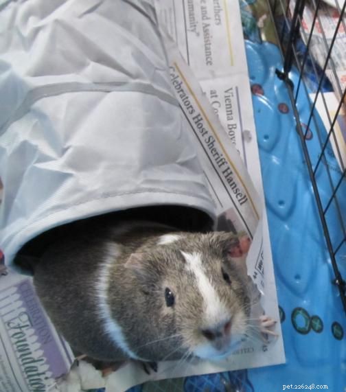 5 Essential Hideouts for Guinea Pigs & Other Small Pets