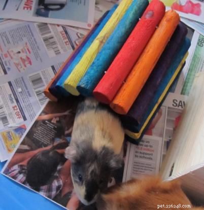 5 Essential Hideouts for Guinea Pigs & Other Small Pets