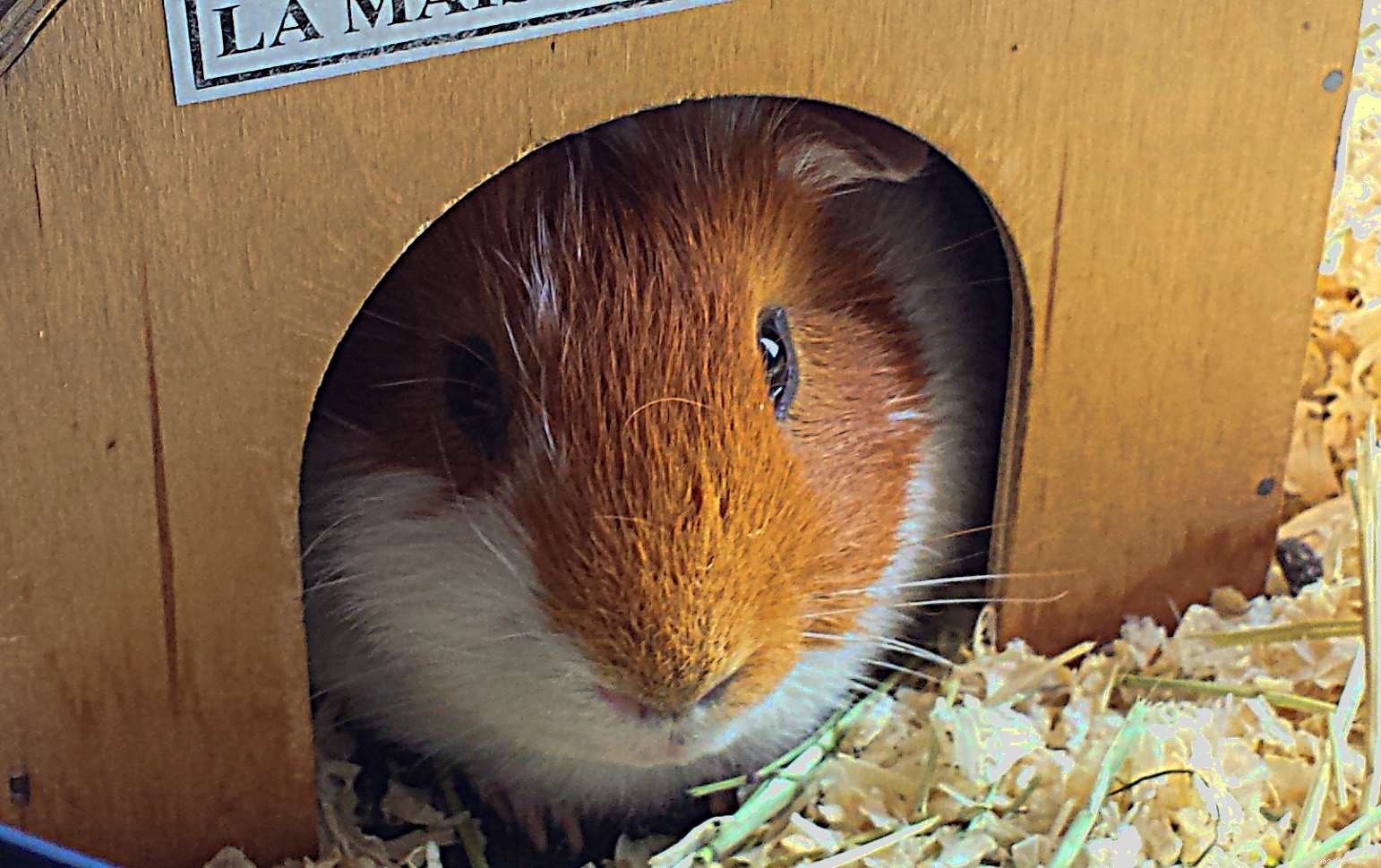 5 Essential Hideouts for Guinea Pigs & Other Small Pets