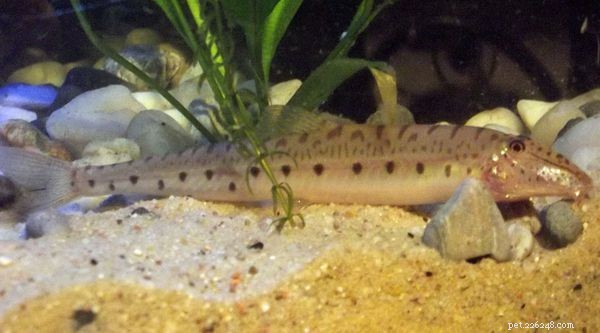 Choosing the Ideal Loach Species for Your Aquarium