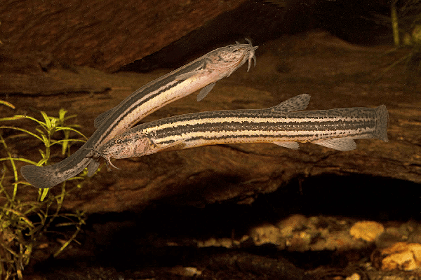 Choosing the Ideal Loach Species for Your Aquarium