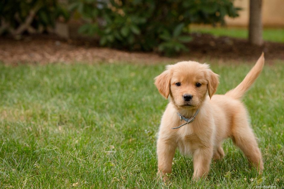 How to Calm Your Puppy: Expert Tips to Overcome Fear