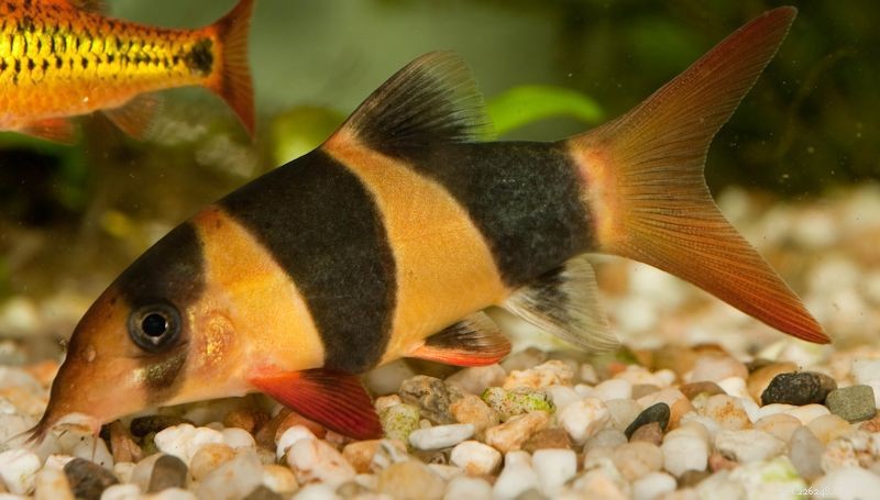 Choosing the Ideal Loach Species for Your Aquarium