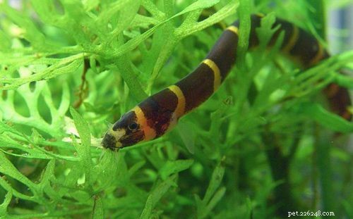 Choosing the Ideal Loach Species for Your Aquarium