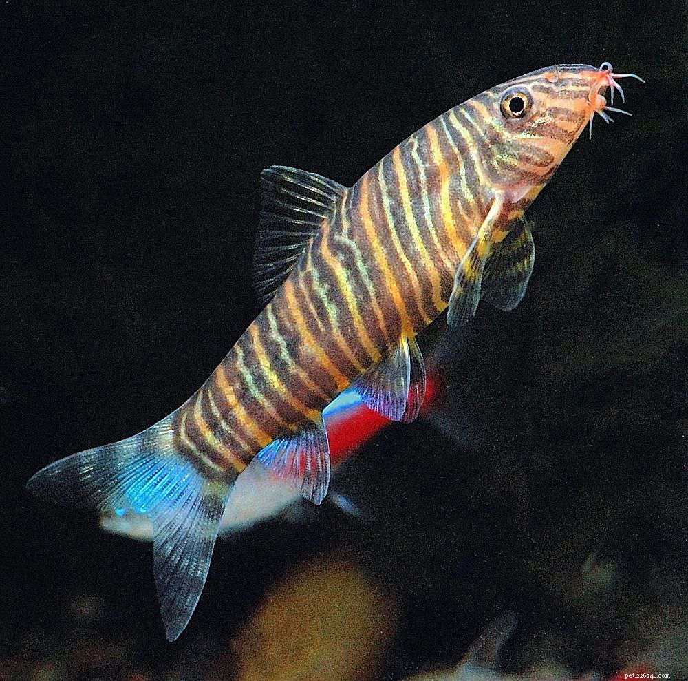 Choosing the Ideal Loach Species for Your Aquarium