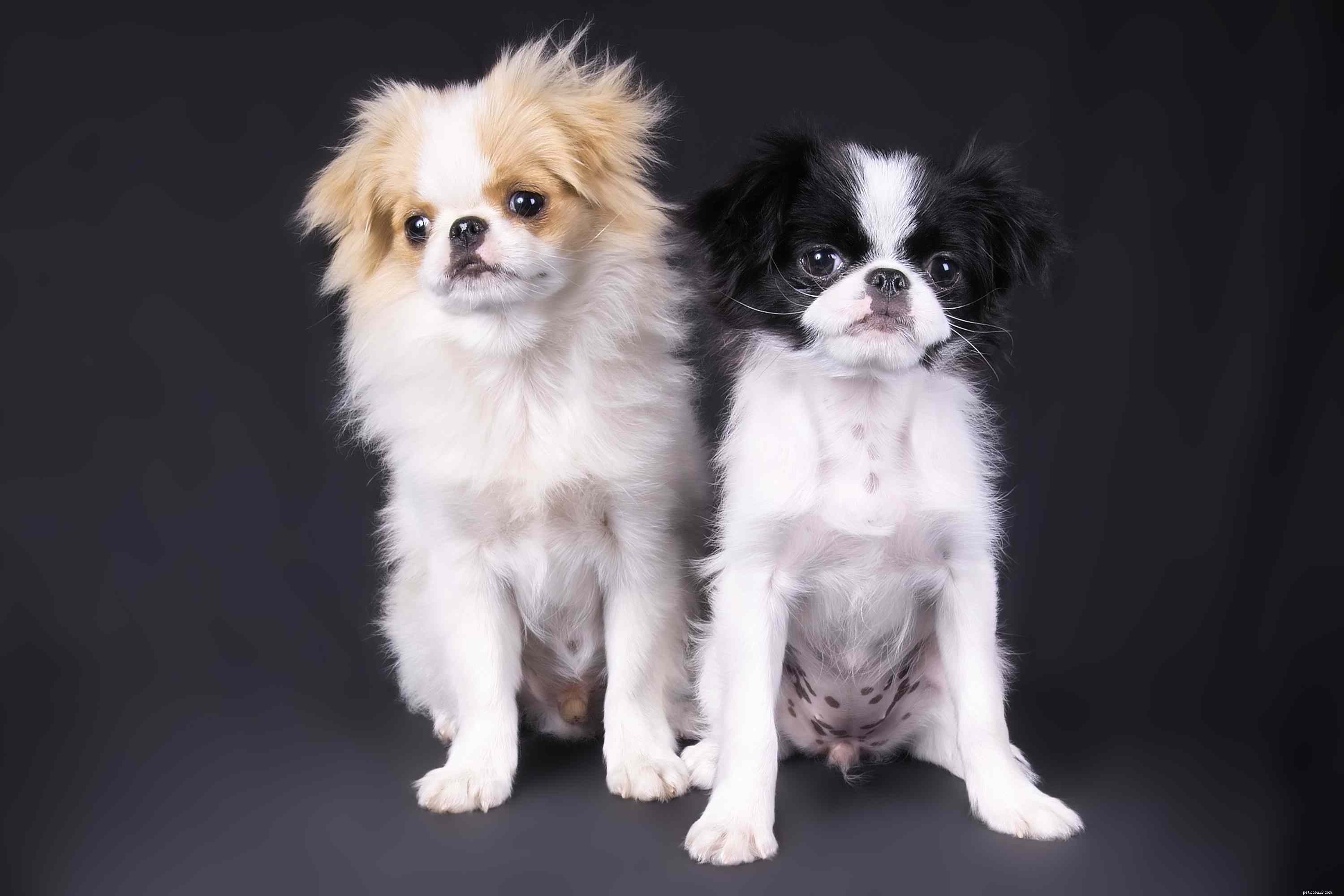 Japanese Chin (Japanese Spaniel): A Complete Guide to This Noble Toy Breed