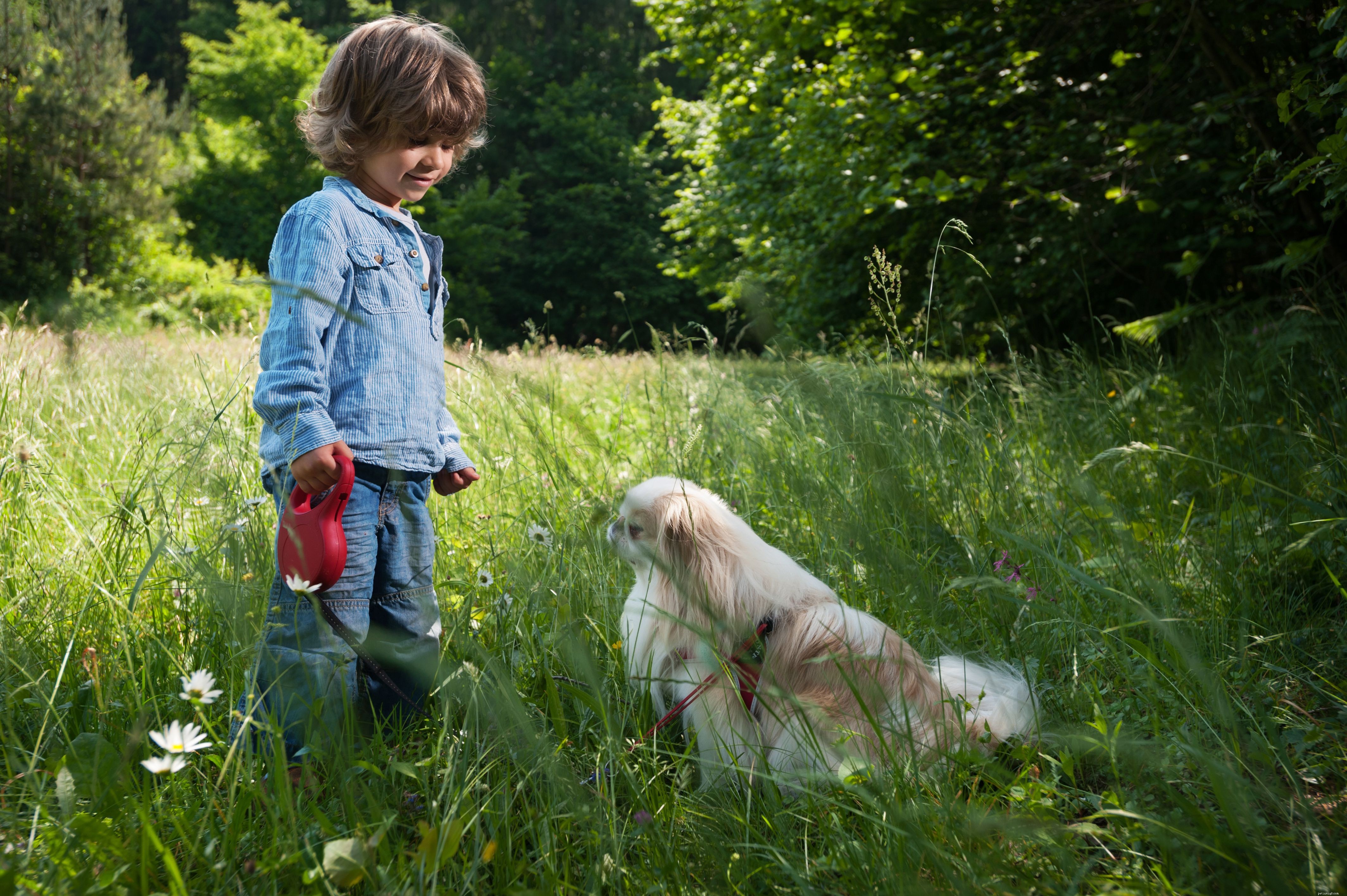 Japanese Chin (Japanese Spaniel): A Complete Guide to This Noble Toy Breed