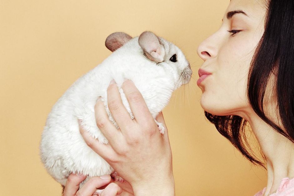 Choosing the Perfect Exotic Name for Your Chinchilla
