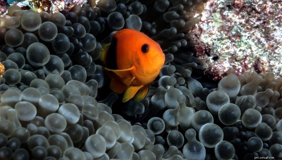 Expert Care Guide for Fire Clownfish: Health, Habitat & Growth