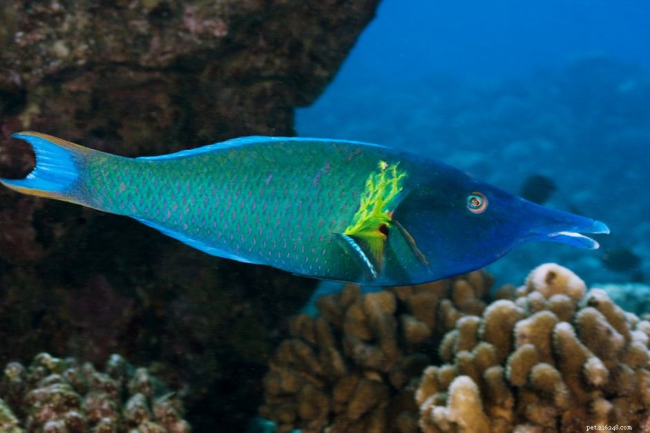 Bird Wrasse (Bird Fish): A Beginner s Guide to Care & Habitat