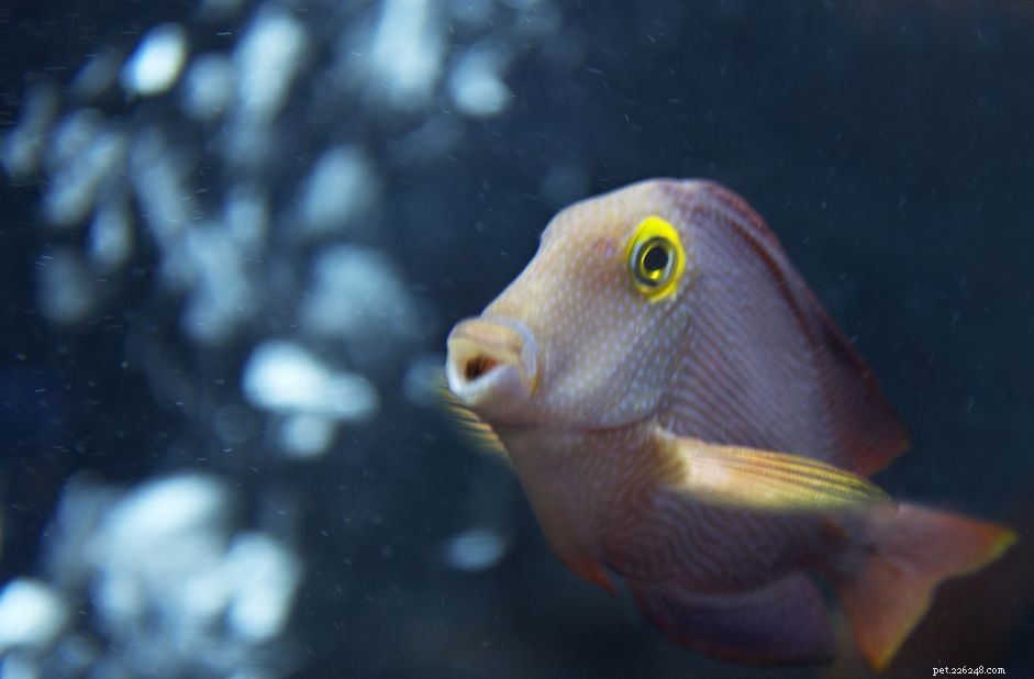 Kole Tang (Ctenochaetus strigosus) – Top Reef Tank Algae Cleaner