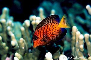 Chevron Tang (Hawaiian Bristletooth): Stunning, Algae‑Eating Reef Fish