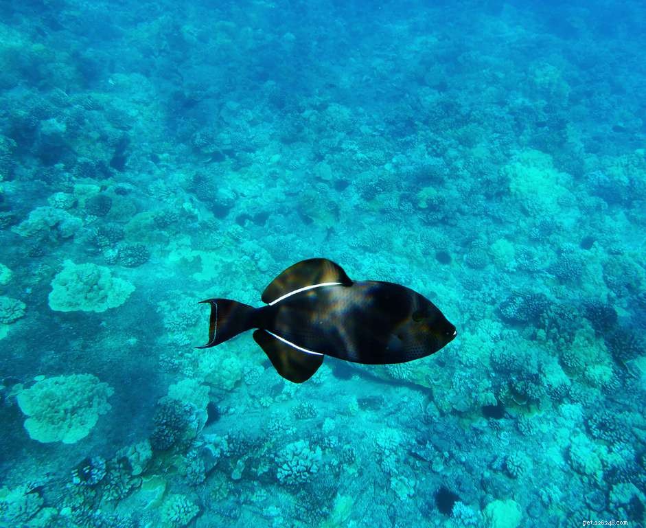 Expert Guide to Caring for Black Triggerfish in Your Aquarium