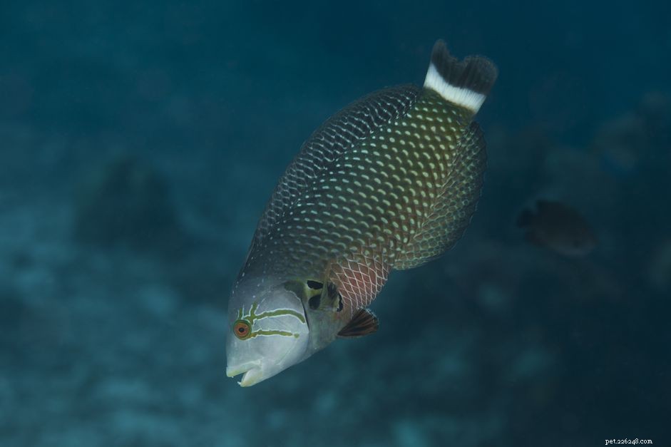 Novaculichthys taeniourus (Dragon Wrasse): Species Profile & Care Guide