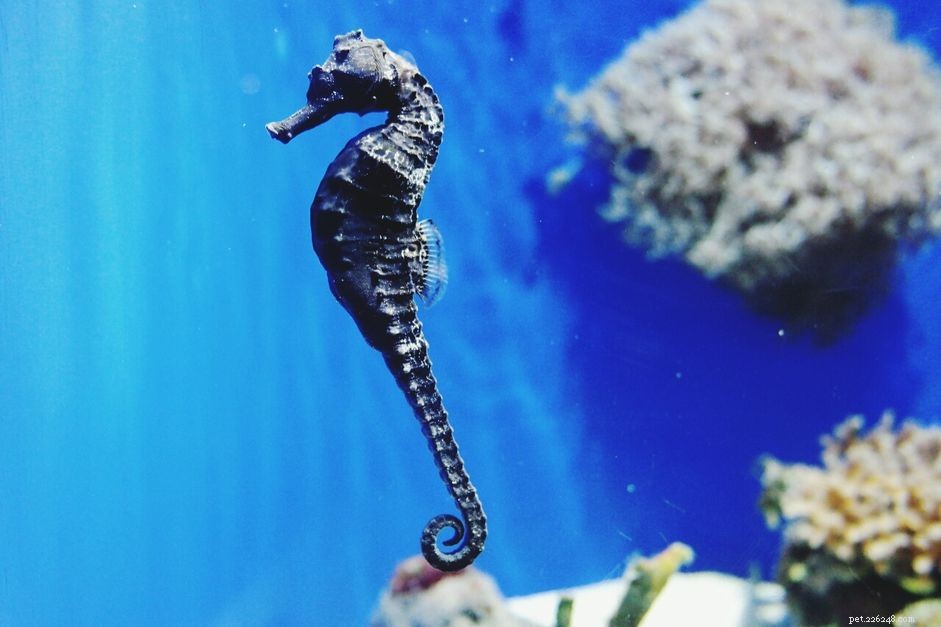 Expert Guide: Caring for the Common (Spotted) Seahorse