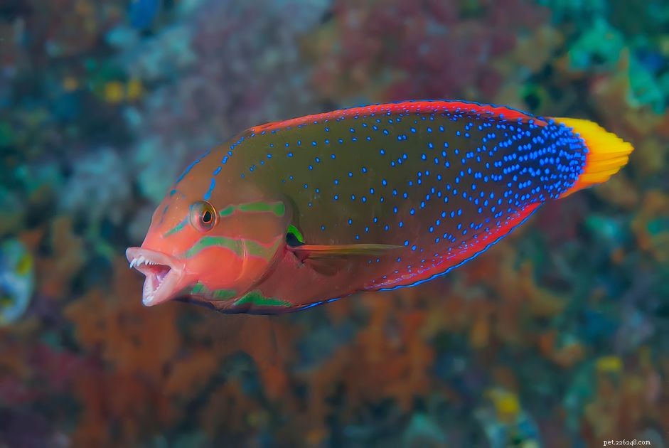 Discover the Stunning Yellowtail Coris Wrasse: From Bright Red Juveniles to Vibrant Adults