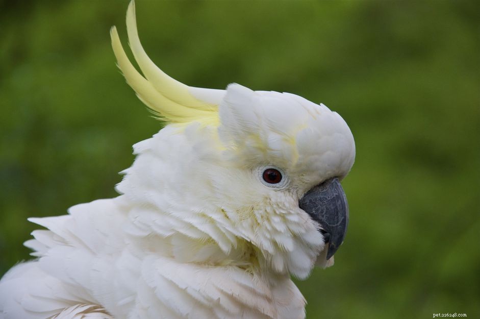 10 Amazing Cockatoo Facts Every Bird Lover Should Know