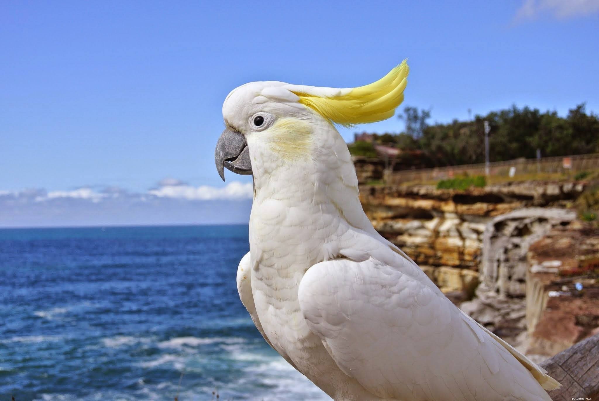 10 Amazing Cockatoo Facts Every Bird Lover Should Know