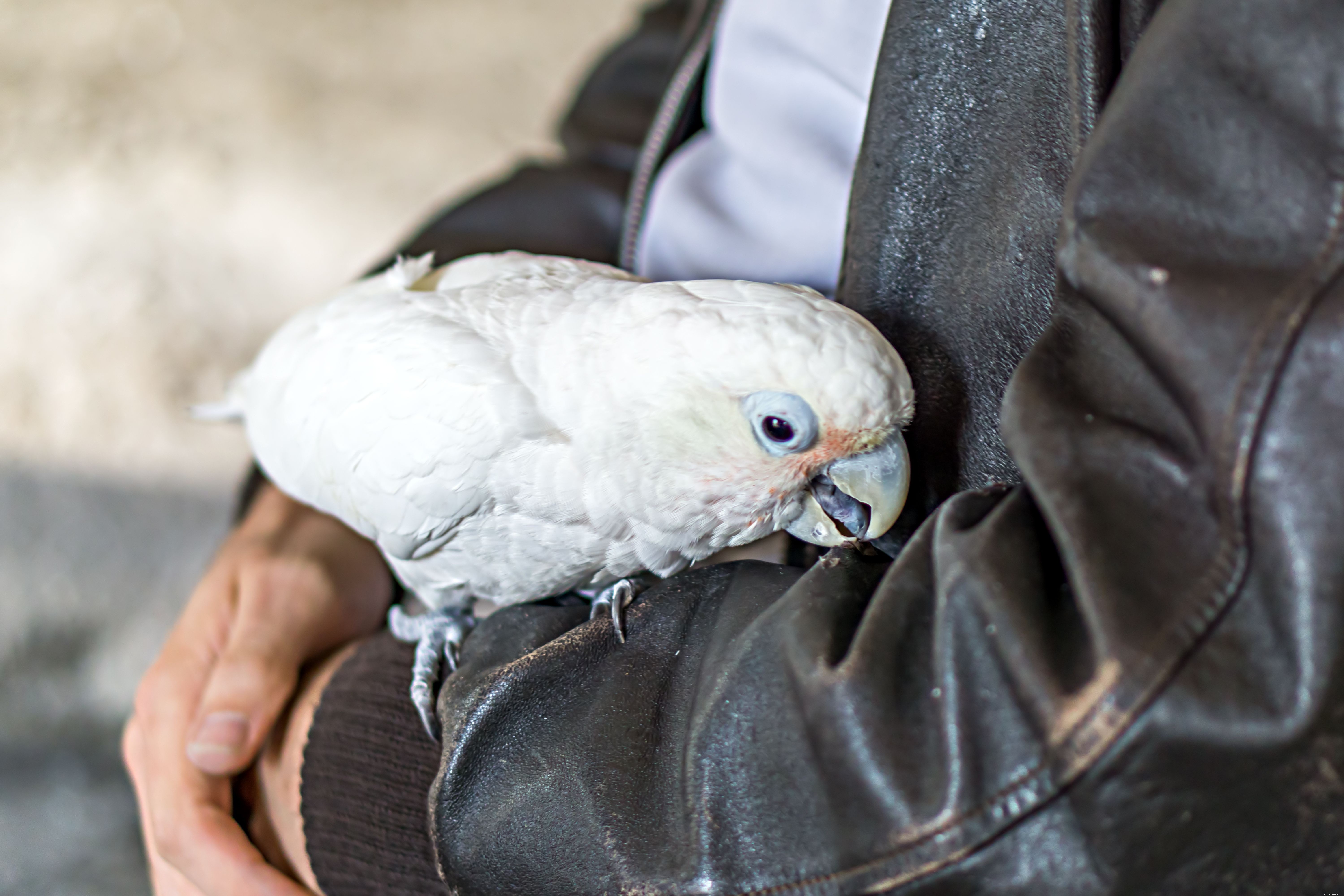 10 Amazing Cockatoo Facts Every Bird Lover Should Know