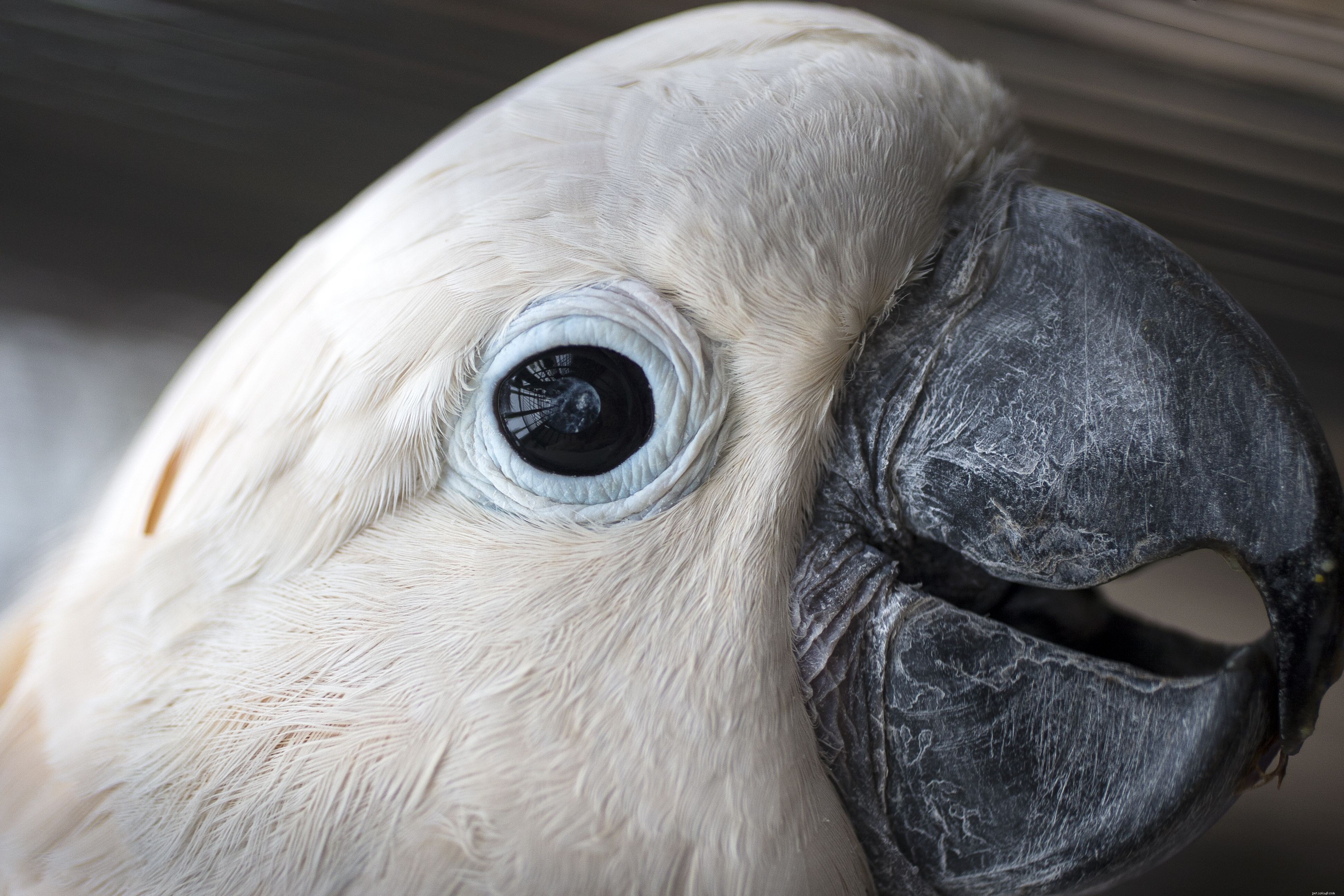 10 Amazing Cockatoo Facts Every Bird Lover Should Know