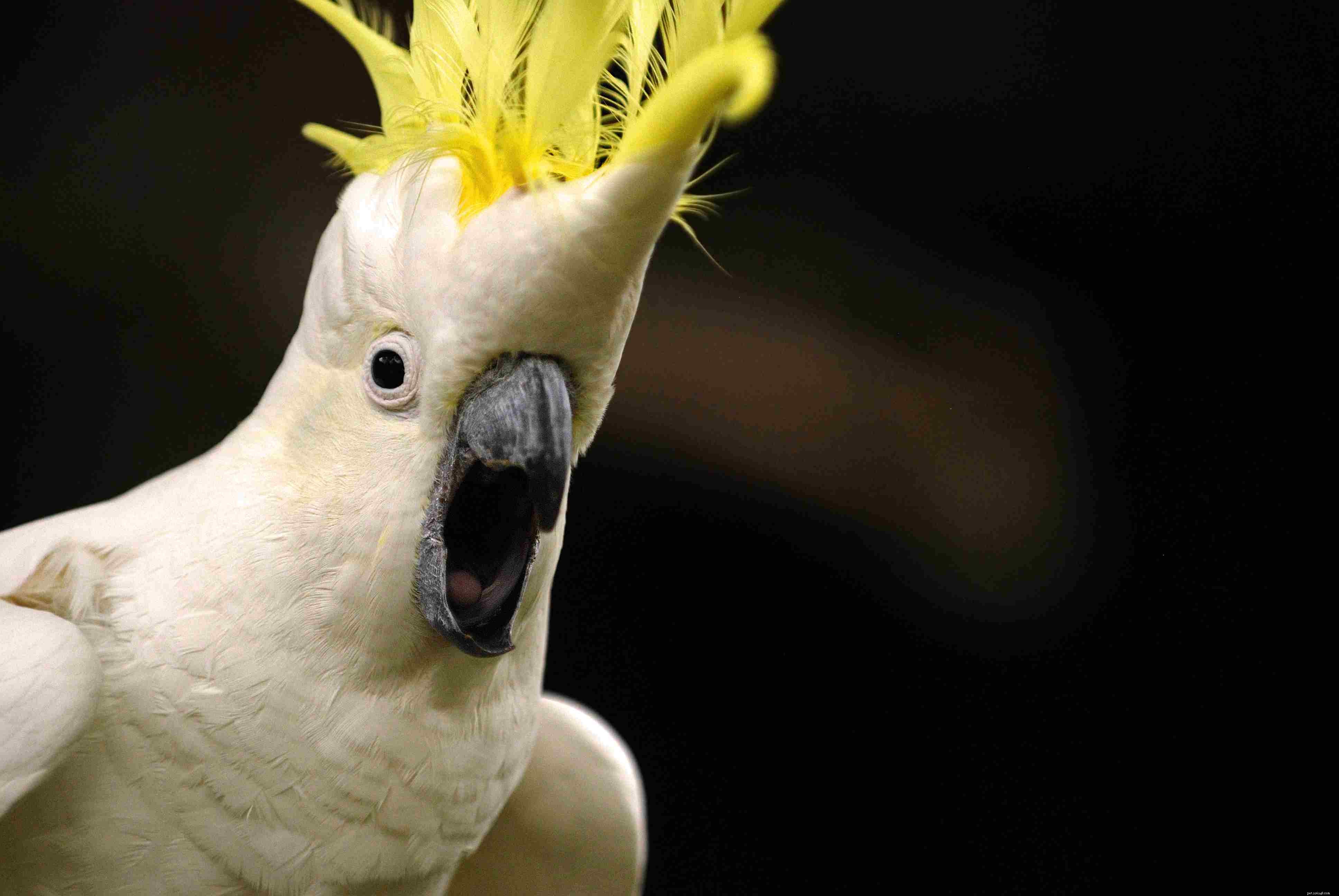 10 Amazing Cockatoo Facts Every Bird Lover Should Know