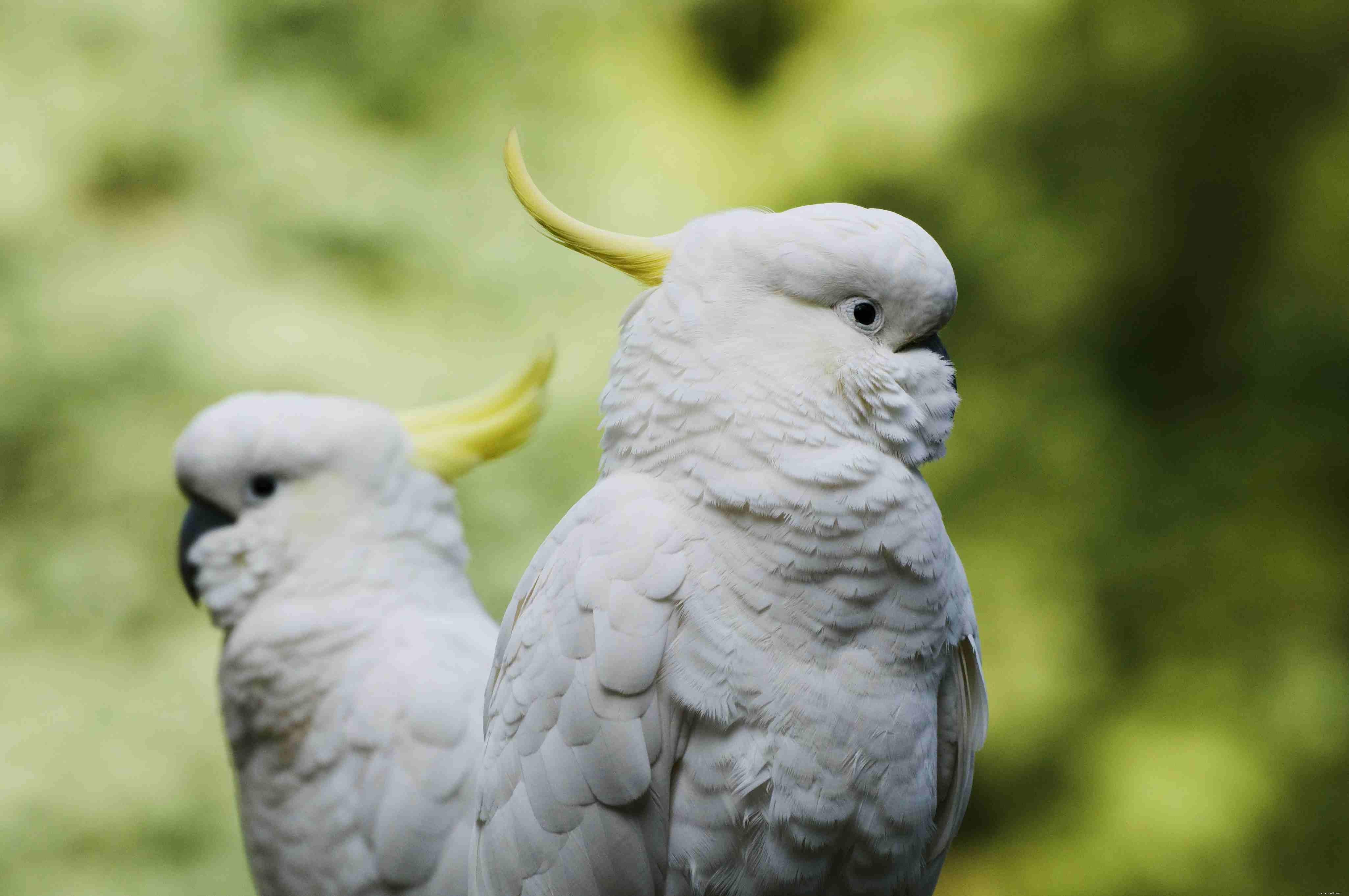 10 Amazing Cockatoo Facts Every Bird Lover Should Know