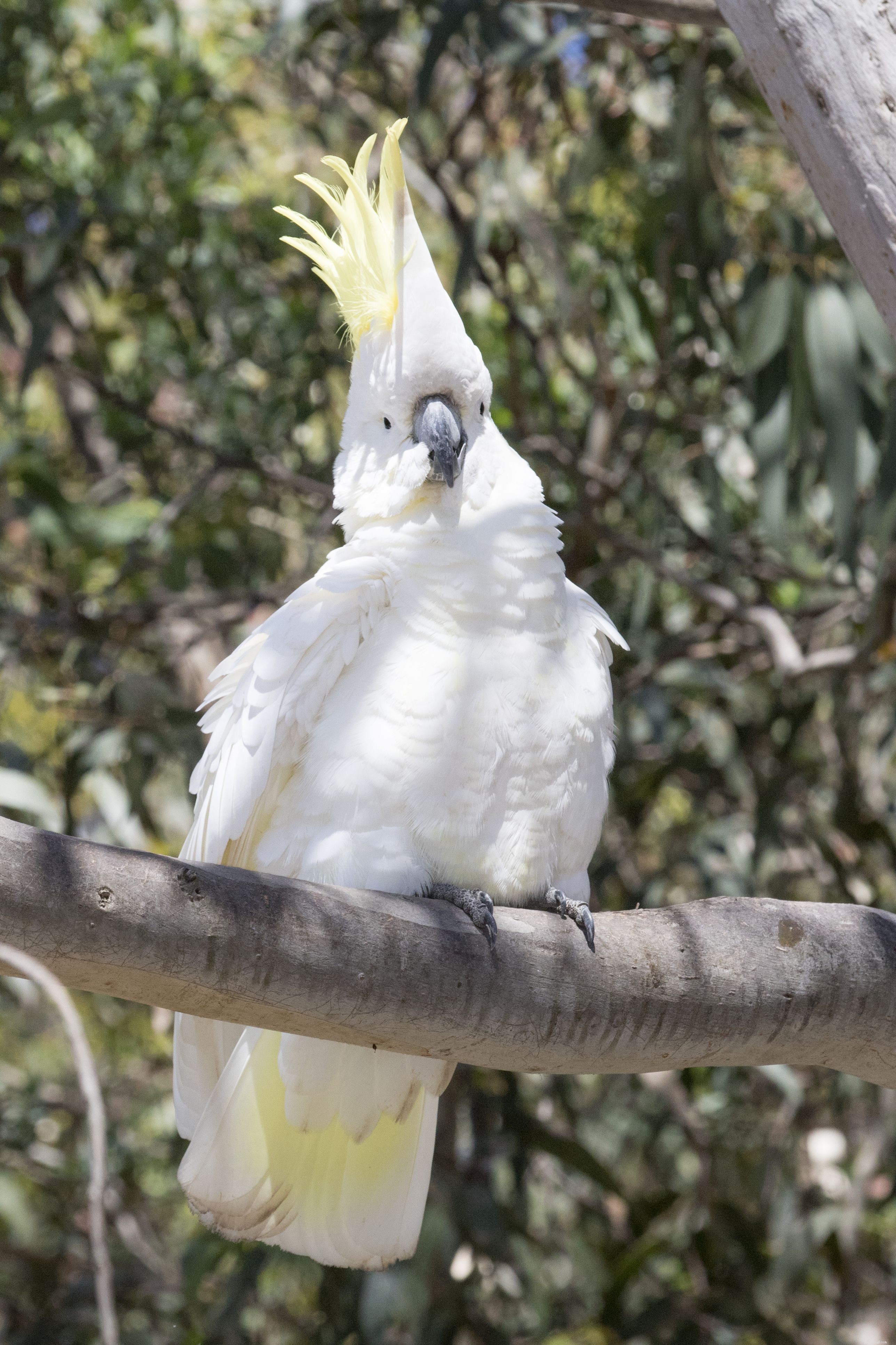 10 Amazing Cockatoo Facts Every Bird Lover Should Know