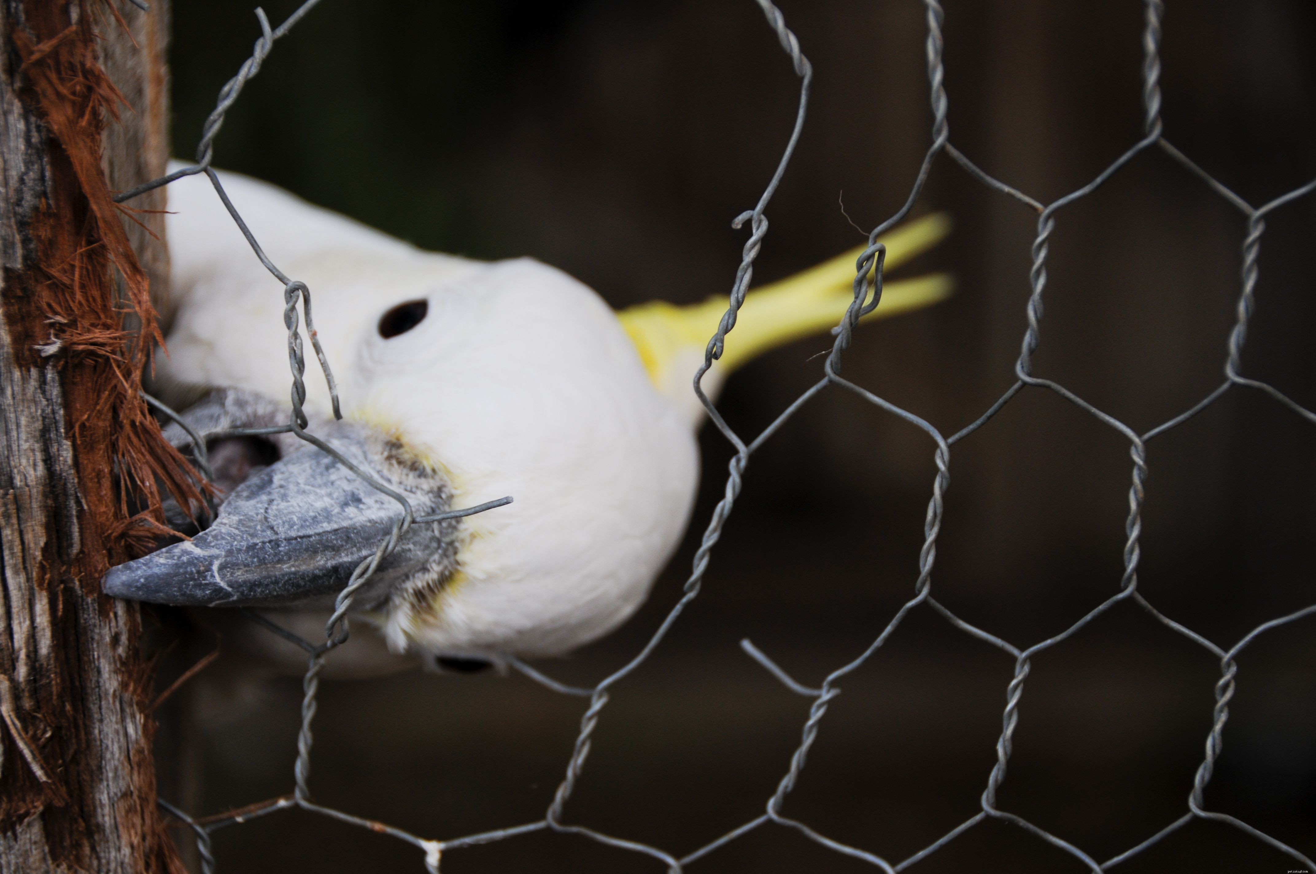 10 Amazing Cockatoo Facts Every Bird Lover Should Know