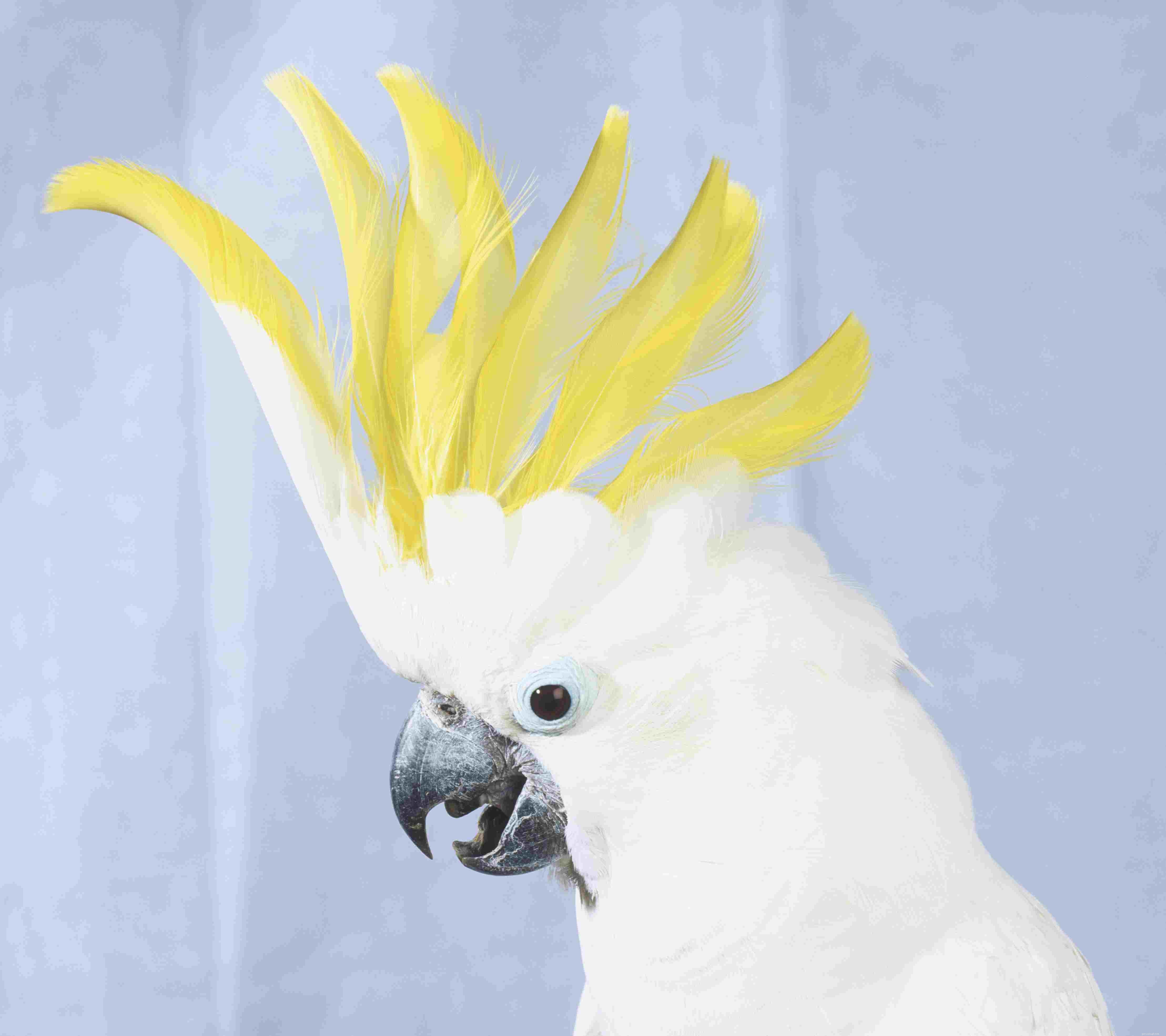 10 Amazing Cockatoo Facts Every Bird Lover Should Know