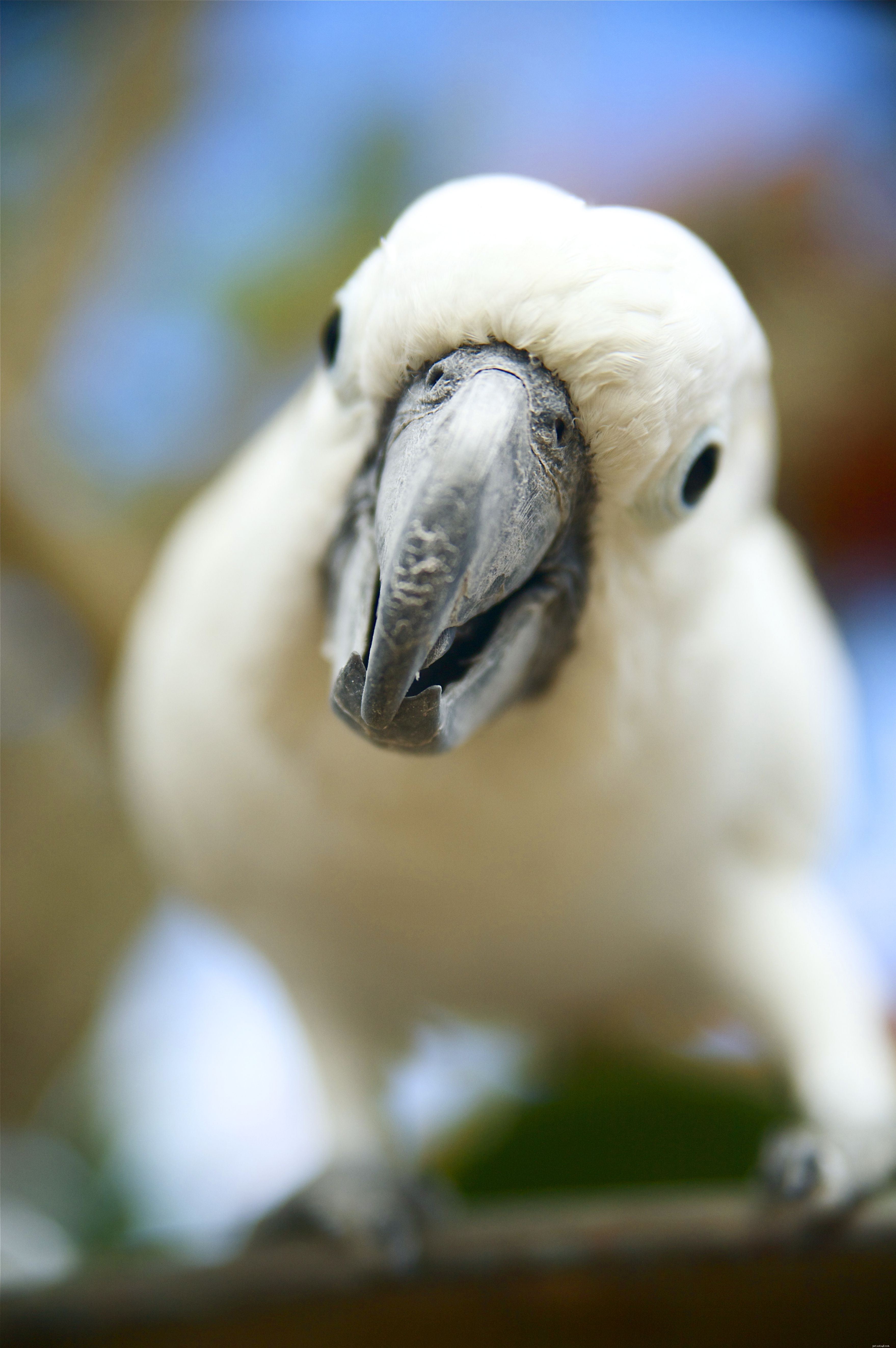 10 Amazing Cockatoo Facts Every Bird Lover Should Know