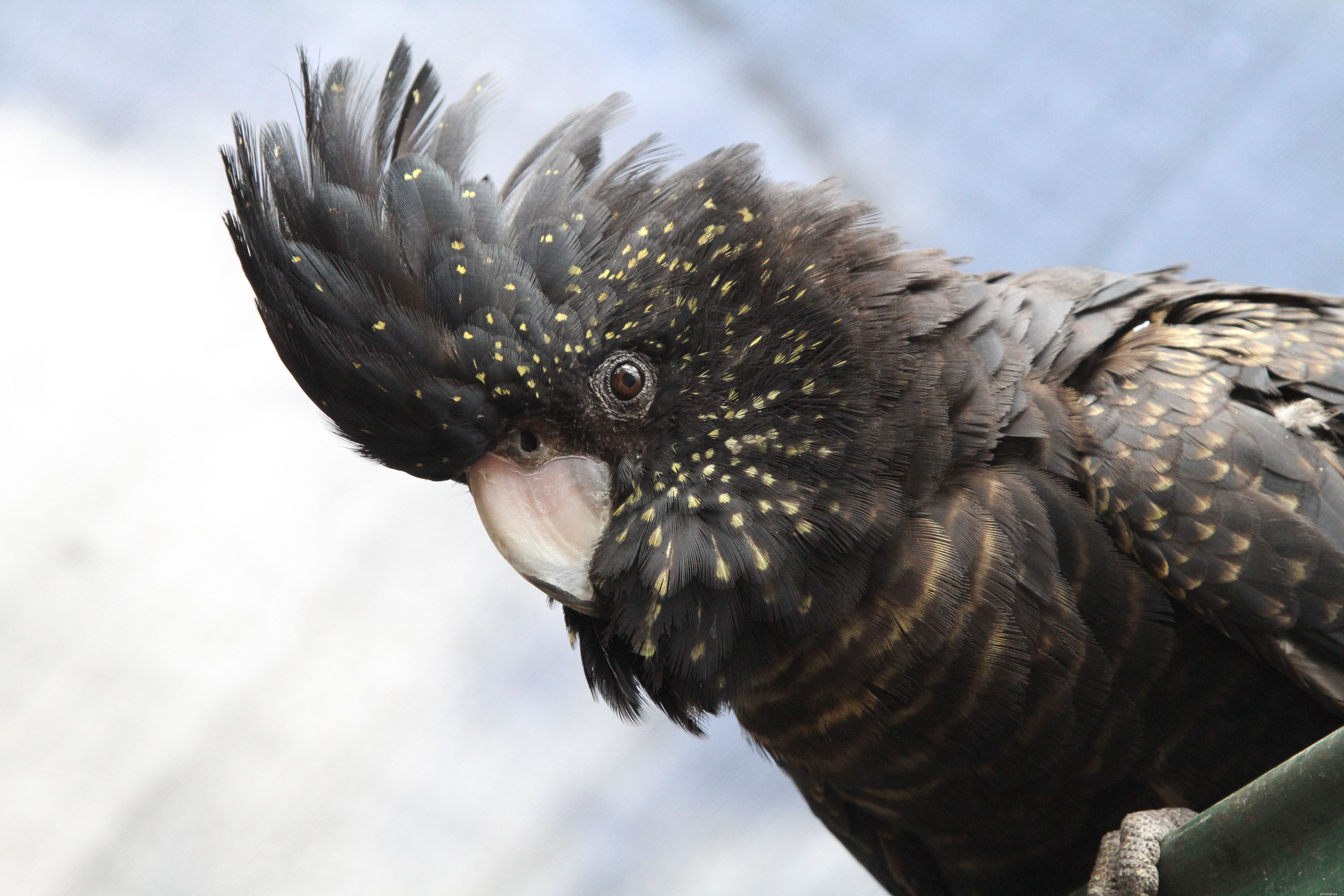 10 Amazing Cockatoo Facts Every Bird Lover Should Know