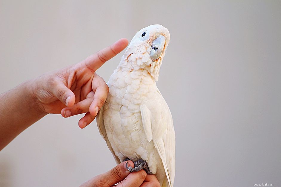 Teach Your Parrot to Sing: A Step‑by‑Step Guide