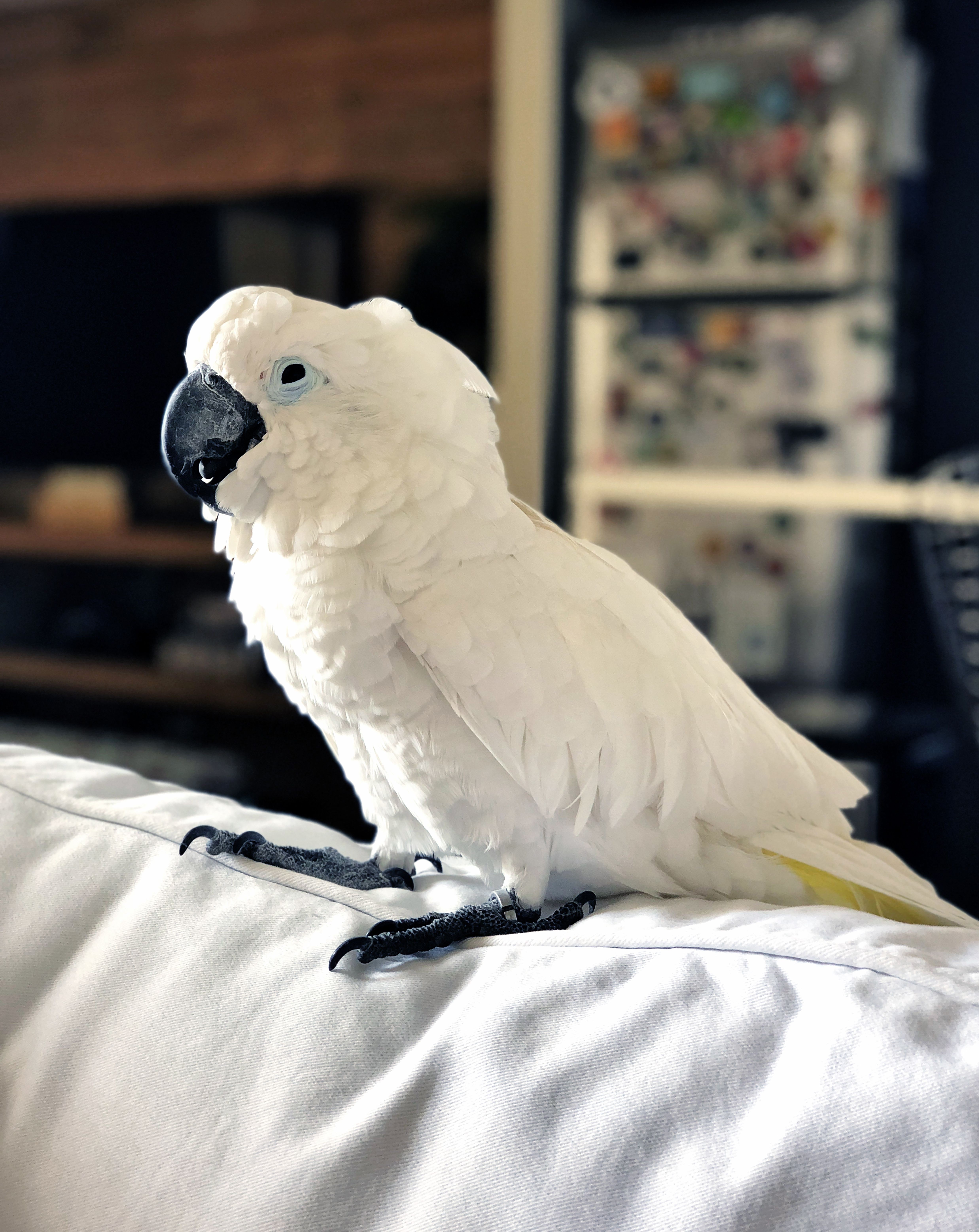 Teach Your Parrot to Sing: A Step‑by‑Step Guide