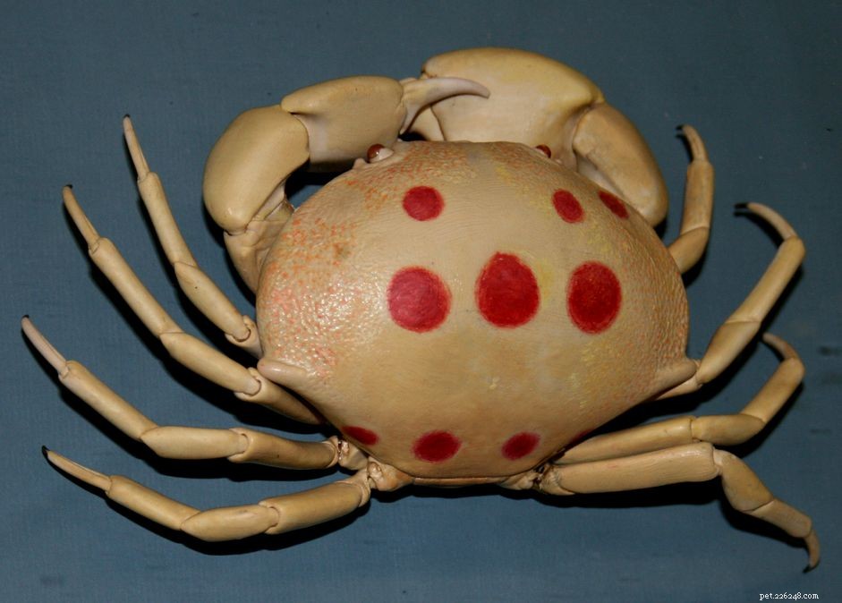 The 7‑11 Crab: A Stunning Spotted Reef Crab