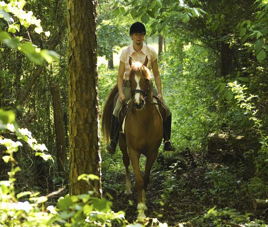 Understanding Horse Stumbling: Causes, Prevention, and Care
