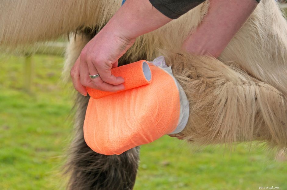 Essential Equine First‑Aid Kit: Must‑Have Items for Your Stable and Events