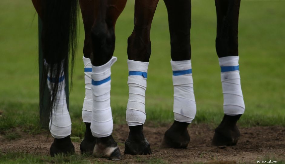 How to Select the Best Leg Wraps and Bandages for Your Horse