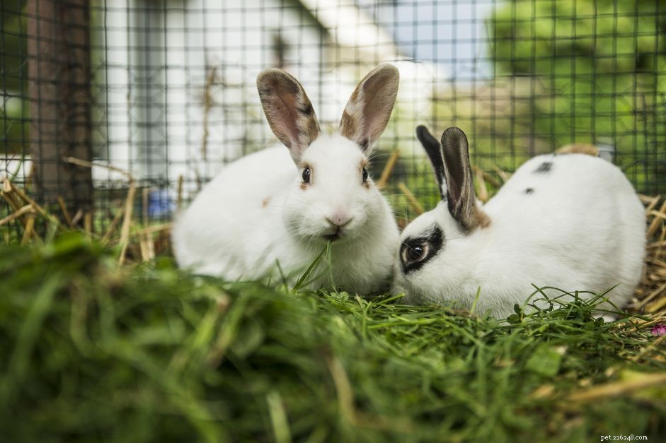 Top Exotic Pet Boarding Facilities: Trusted Care for Your Unique Pets