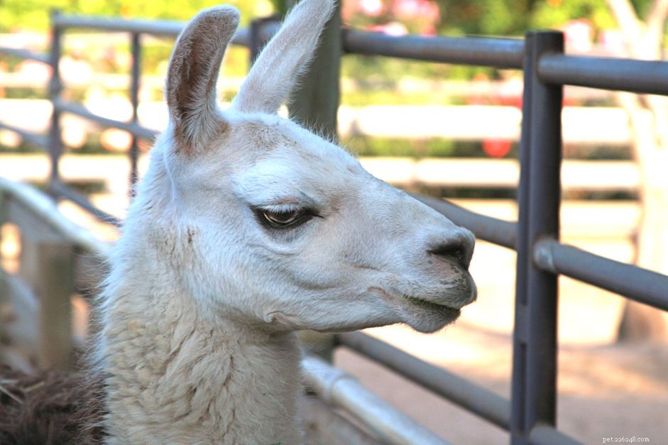 Llamas as Pets: Friendly, Social, and Easy to Train