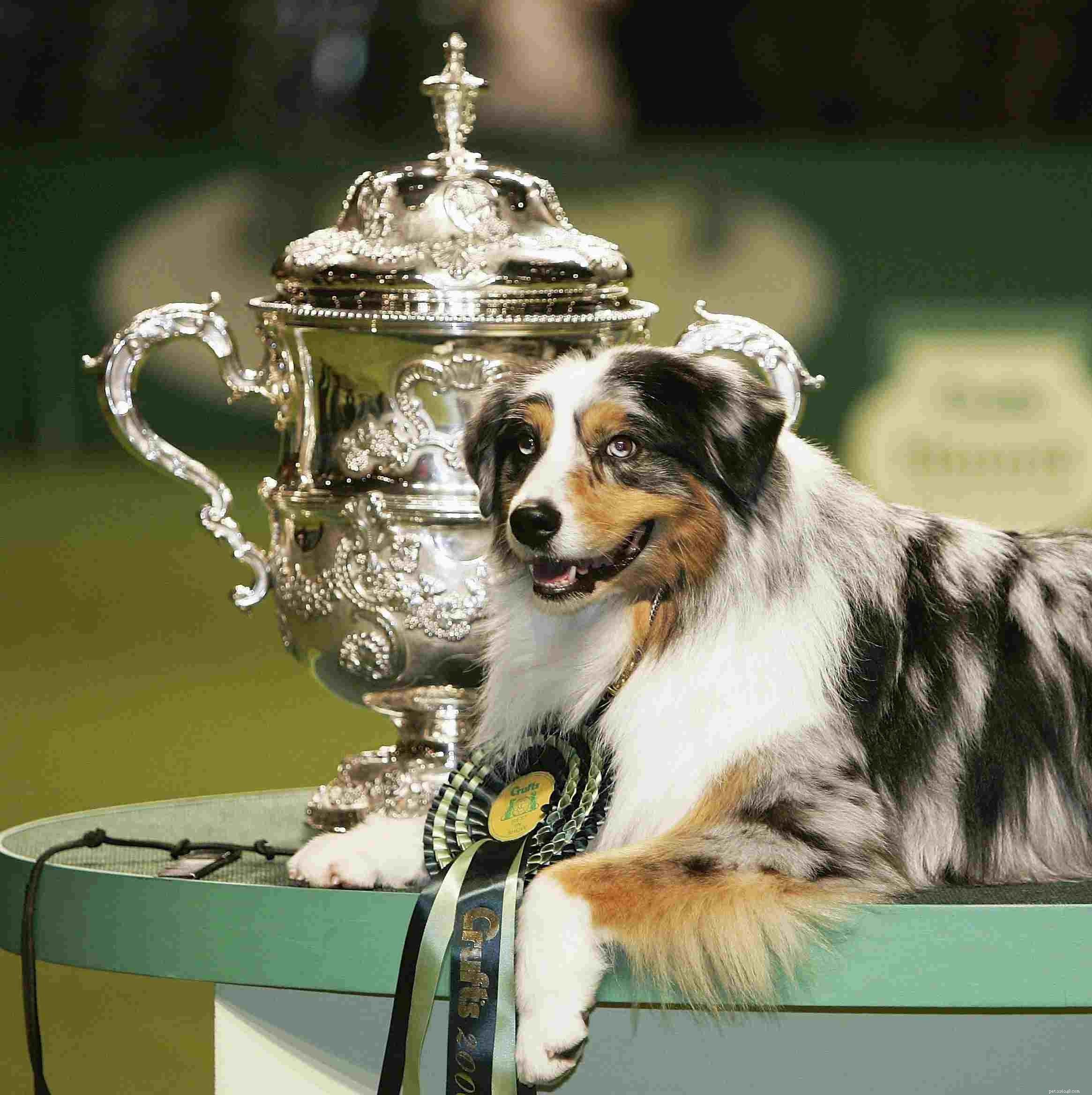 Top 10 Dog Sports to Keep Your Pup Fit & Focused