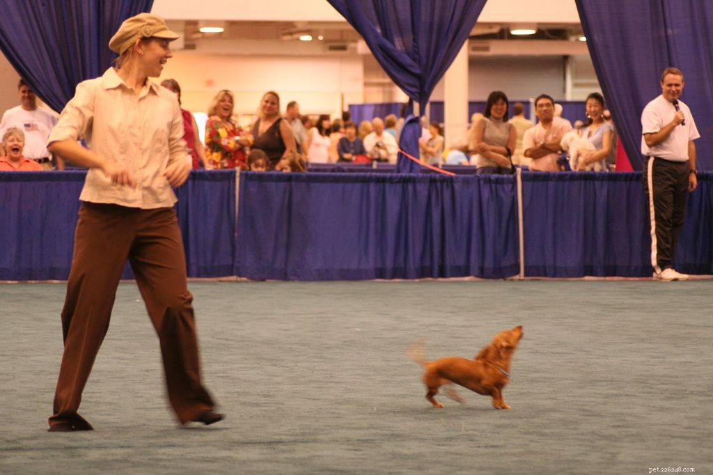 Top 10 Dog Sports to Keep Your Pup Fit & Focused