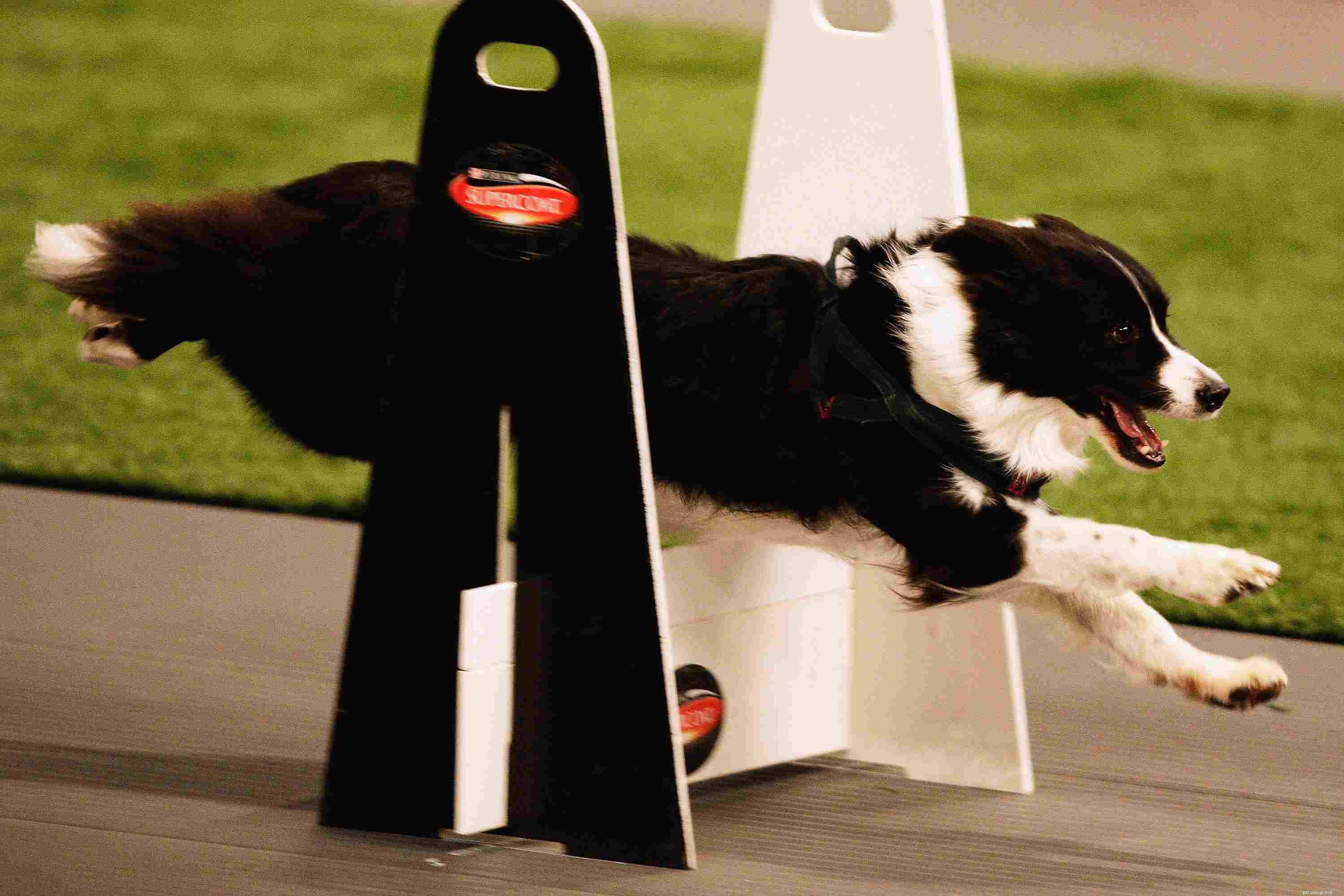 Top 10 Dog Sports to Keep Your Pup Fit & Focused