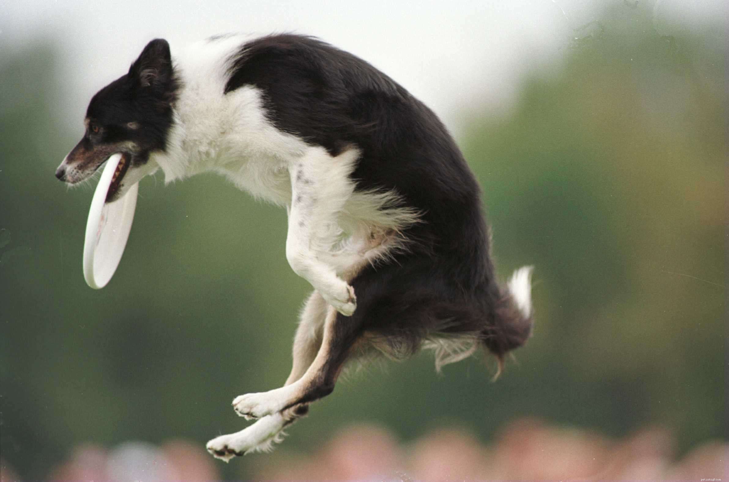 Top 10 Dog Sports to Keep Your Pup Fit & Focused