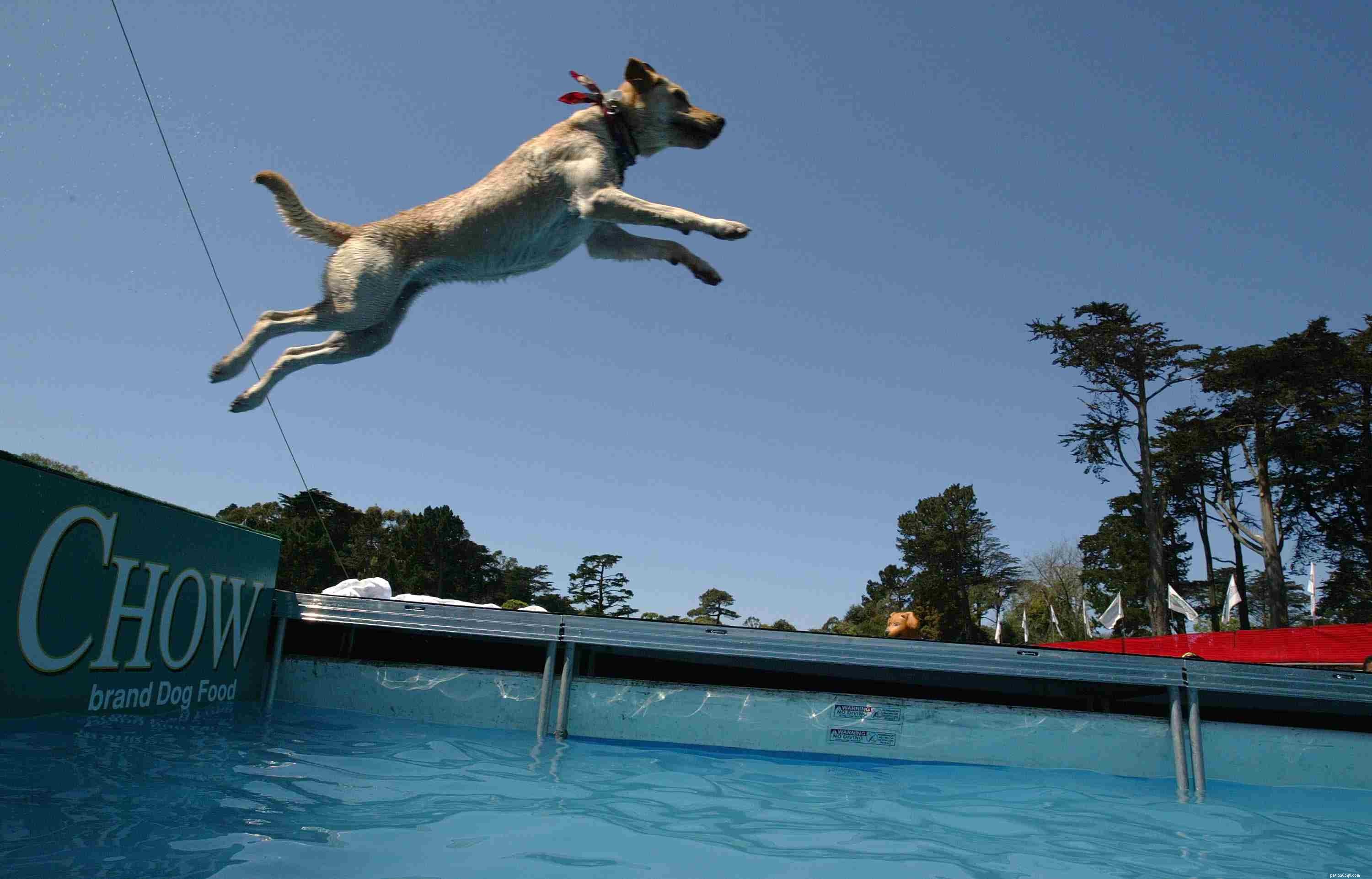 Top 10 Dog Sports to Keep Your Pup Fit & Focused