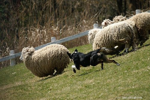 Top 10 Dog Sports to Keep Your Pup Fit & Focused