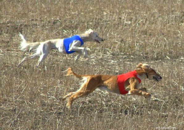 Top 10 Dog Sports to Keep Your Pup Fit & Focused