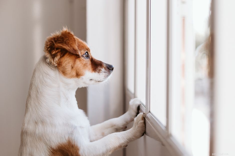 Top 10 Dog Sports to Keep Your Pup Fit & Focused