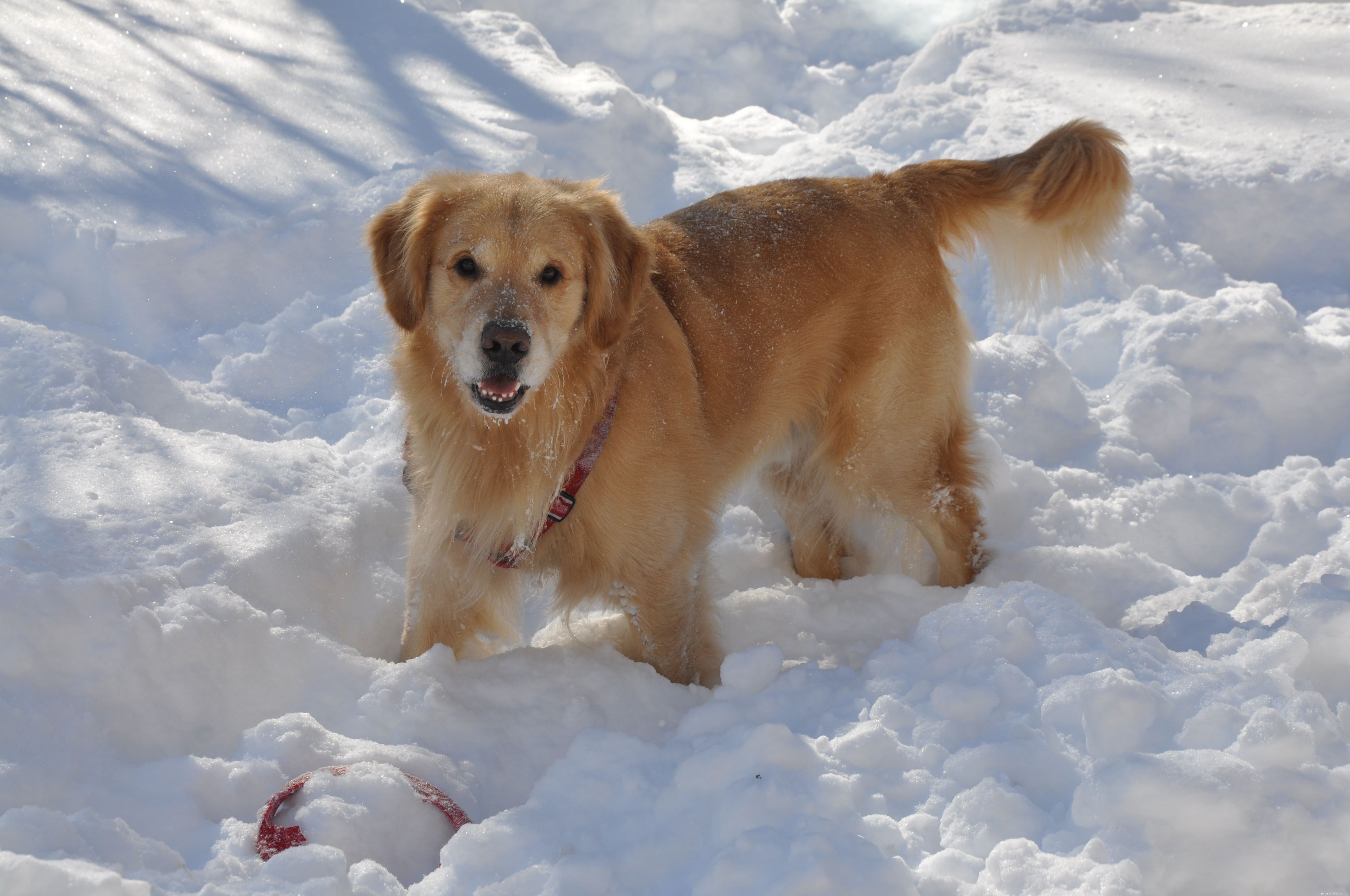 Top 10 Essential Safety Tips Every Dog Owner Should Know