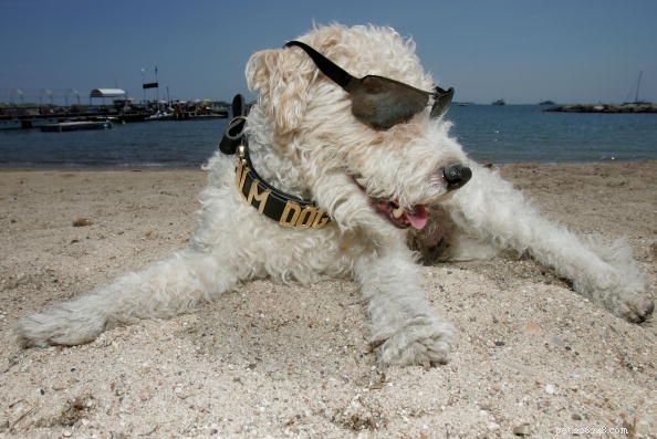 Top 10 Essential Safety Tips Every Dog Owner Should Know