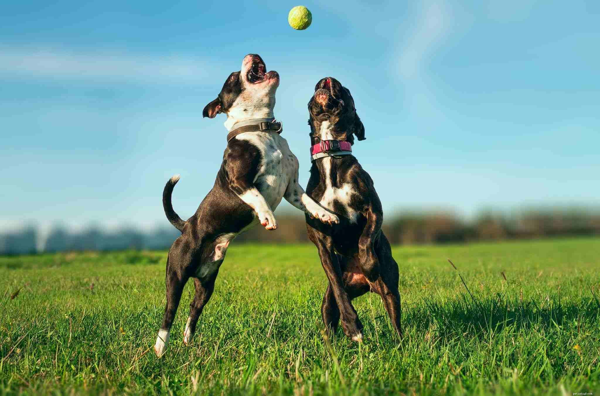 Top 10 Essential Safety Tips Every Dog Owner Should Know